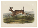 John James Audubon - Rennender Rehbock