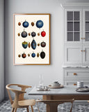 Pflaumenarten - Zwetschgen