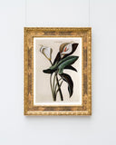 Zantedeschia Aethiopica - Weiße Lilie